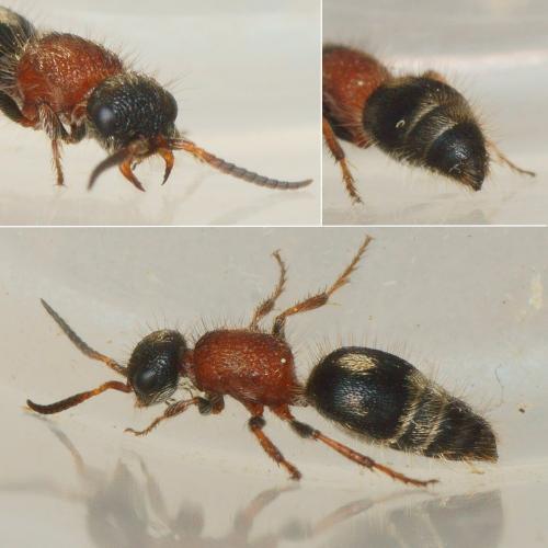 Smicromyrme trinotatus